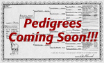 Pedigrees Coming Soon